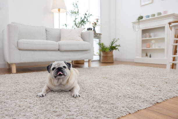 Stylish Pet Products for a Beautiful Home With Pets