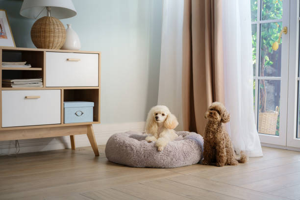 Stylish Pet Products for a Beautiful Home With Pets