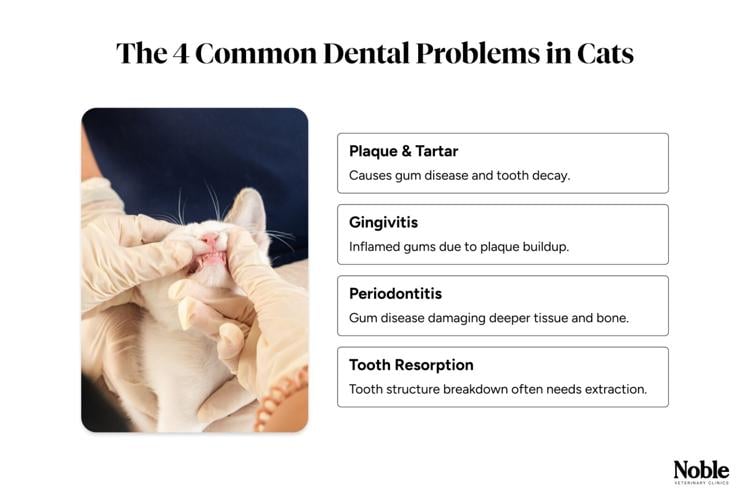 How to Care for Your Cat’s Teeth to Prevent Health Issues