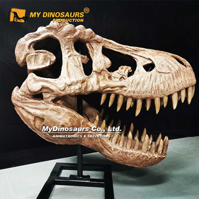 Bringing Prehistory to Life: How Dinosaur Skulls Shape Modern Education