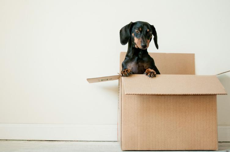Making sure your dog has a seamless transition to the new house is important