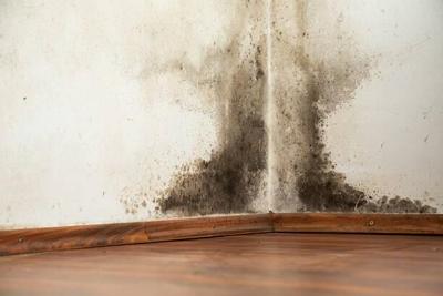 What Are the Most Common Causes of Toxic Mold in Homes and Offices?
