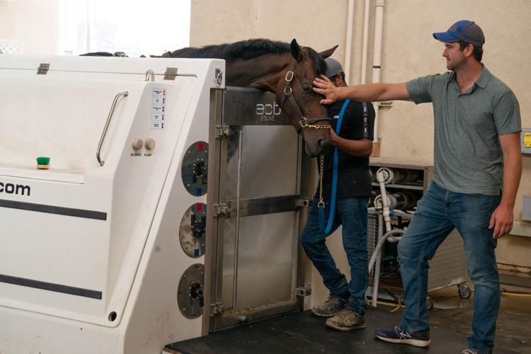 A Day At The Spa For A Race Horse