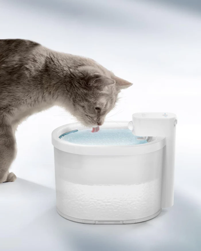 Cat Drinking Water