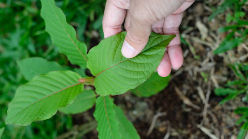 Exploring The Unique Qualities Of Premium Green Horn Kratom