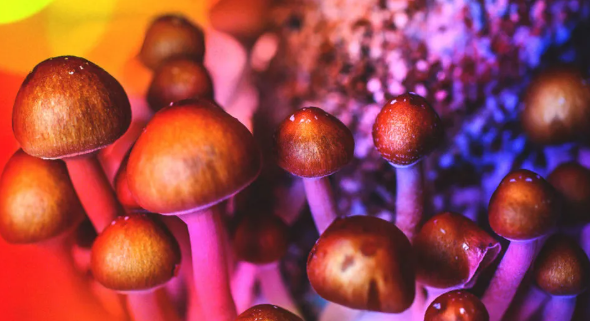 Discover the Benefits of Psilocybin and Why PsychoactiveStore.com is Your Trusted Source