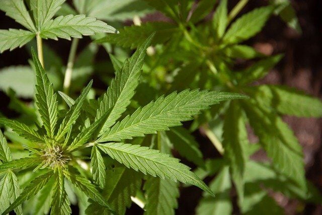 6 Reasons Why You Should Use Lab-Tested Hemp Products