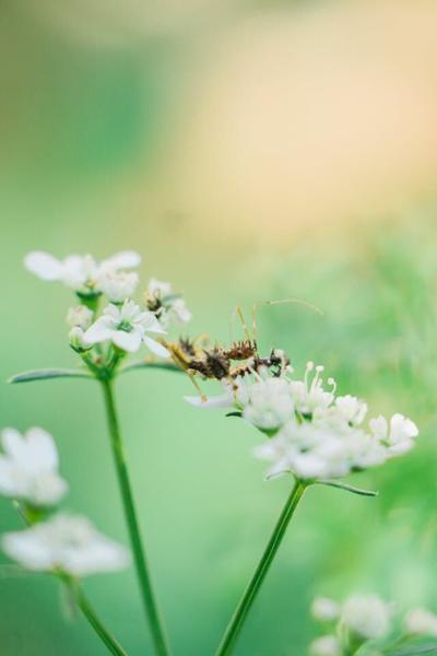 How to Treat Fleas in the Yard