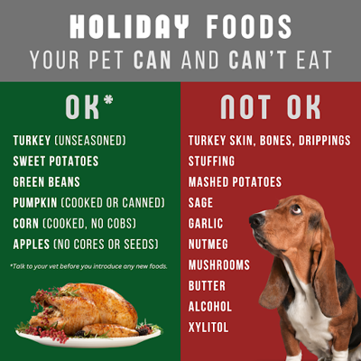 The Rise of Homemade Pet Diets: Benefits, Risks, and Expert Insights