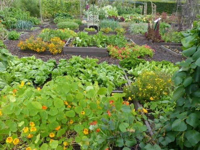 How I Discovered the Secret to a Garden That Practically Takes Care of Itself