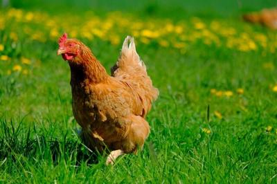 Thinking of Free-range Poultry Farming? Learn More About its Pros and Cons