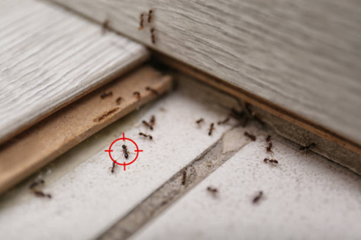 How to Identify Early Signs of a Pest Infestation
