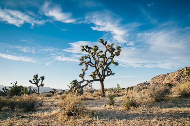 Desert Luxury A Weekend Escape to Palm Springs or Joshua Tree This Season