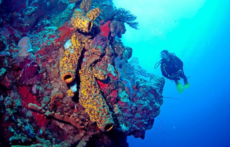 Discovering the World's Most Underrated Scuba Diving Destinations