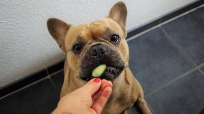 Easy Ways to Keep Your Dog Healthy