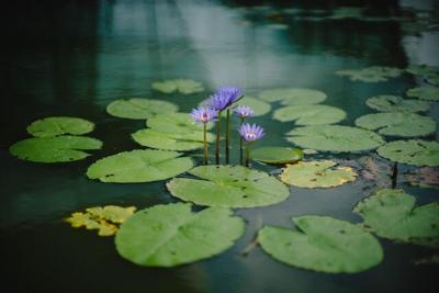 Pond Cleaning Essentials: Tools and Supplies for a Healthy Ecosystem