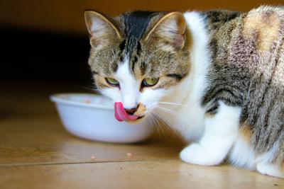 Feeding your cat healthy food, like in this bowl, is important for its wellbeing