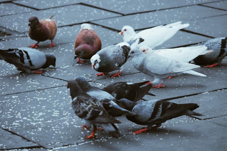 Effective Pigeon Control Methods in Urban Industrial Areas