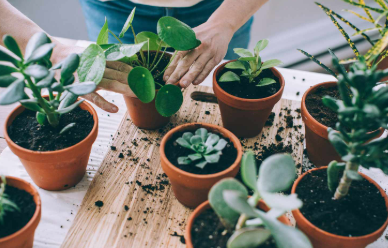 Best Indoor Plants for Healthy Living: A Complete Guide