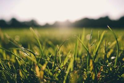 Need Warm-Season Grasses for Your Lawn? Here Are the Most Practical Options