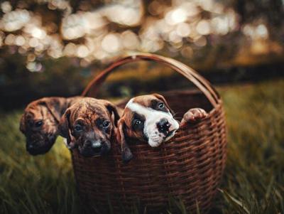Where to Find the Best Wicker Basket