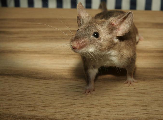 The Dangers of Ignoring a Mice Infestation in Your Home