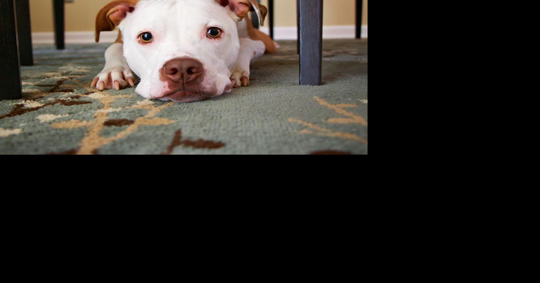 Can a Landlord Be Held Responsible for a Tenant’s Dog Attack?