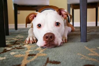 Is the tenant or landlord responsible if this pitbull attacks someone?