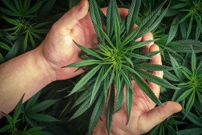 Best THCA Flower Brands of 2026: What to Look For Before You Buy