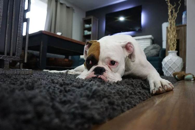 Choosing the Perfect Rug: How to Make the Right Decision
