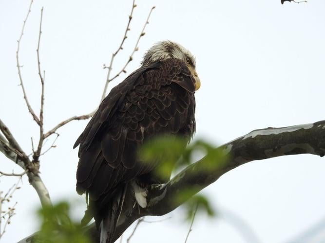 The Bald Eagle That Soared Again Just in Time for Independence Day
