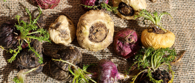 Maca Root: Benefits for Energy, Hormonal Balance, and Vitality