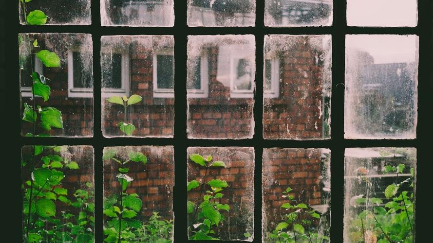 Beautiful window with plants growing outside of it