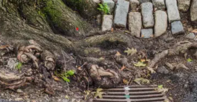 How Tree Roots Can Wreck Your Sewer Line and What to Do About It