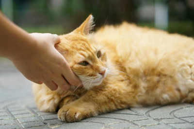 Common Pet Parasites and How to Handle Them