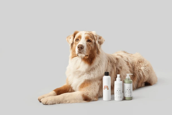 Stylish Pet Products for a Beautiful Home With Pets