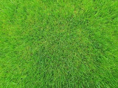 How to Choose the Right Sod for a Better-Looking Yard