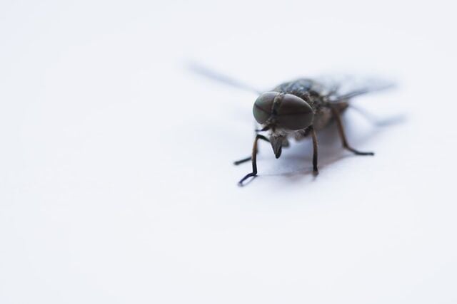 Proven Ways to Get Rid of Household Pests