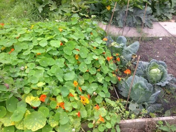 How I Discovered the Secret to a Garden That Practically Takes Care of Itself
