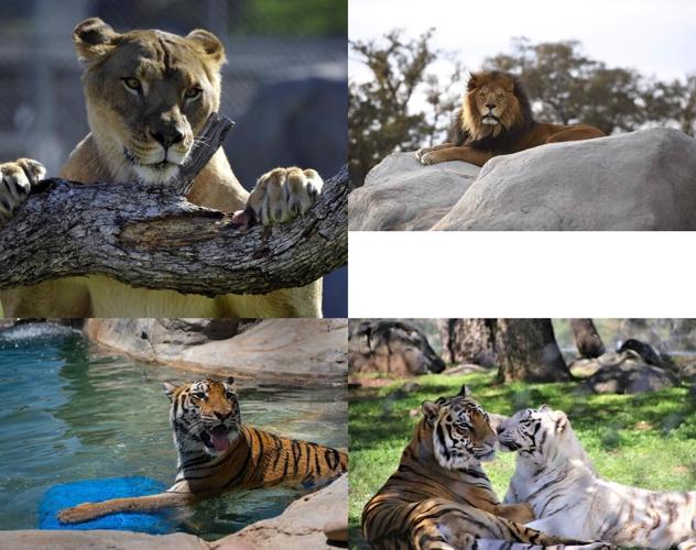 A Day of Second Chances at Lions Tigers & Bears, a Big Cat Sanctuary in San Diego