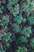 DIY Guide to Making a Living Wall