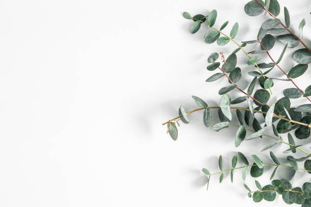 Eucalyptus Sheets vs. Cotton: Which is Better for Your Sleep and Skin?