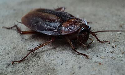 How to Get Rid of Pests in Your House