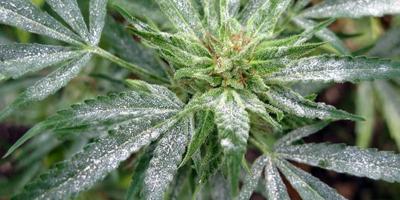 How to Identify, Avoid, and Treat Powdery Mildew on your Cannabis
