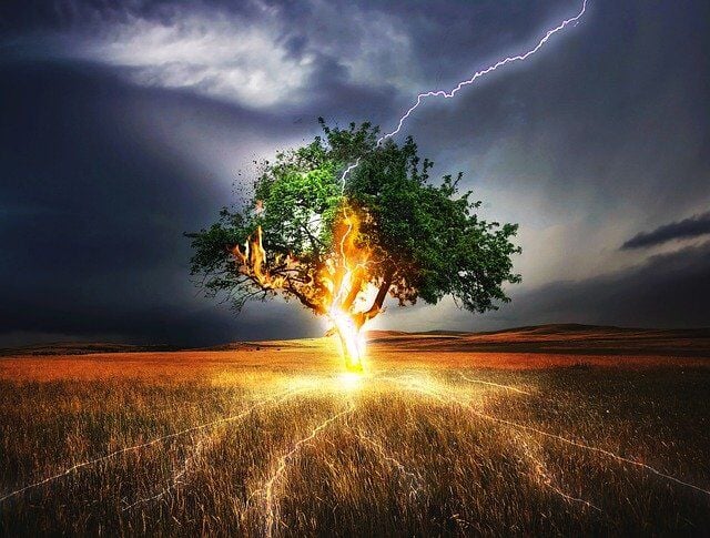 What Are the Chances of Survival When A Tree is Struck by A Lightning |  Featured 