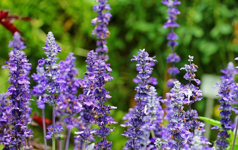 Top 6 Gardening Trends for 2017