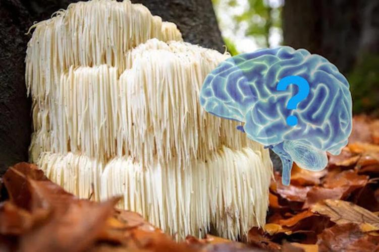 Lion's Mane Mushroom Gummies: The All-Natural Brain Booster