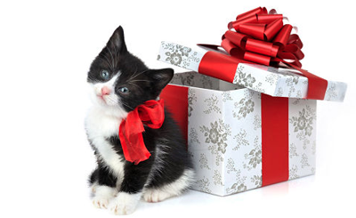 Perfect Presents for your Furry Friends