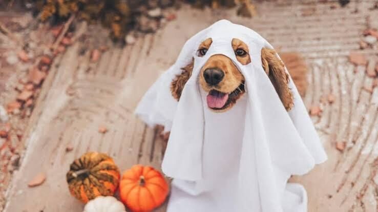 Top Pet Costumes