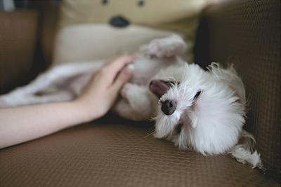 5 Quick Tips on How to Keep Your Home Clean with Pets